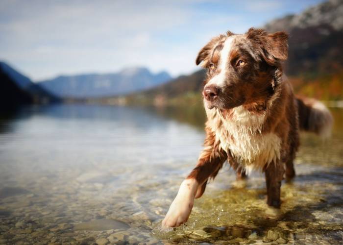 Pet friendly vacation rental Tahoe